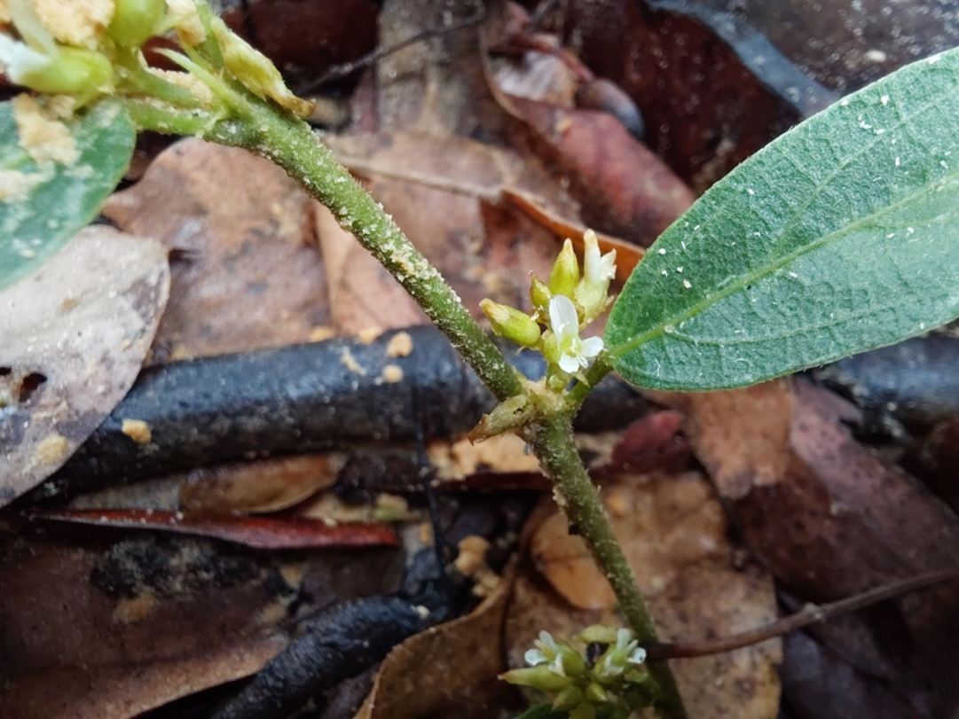 Ophrestia breviracemosa Ophrestia breviracemosa