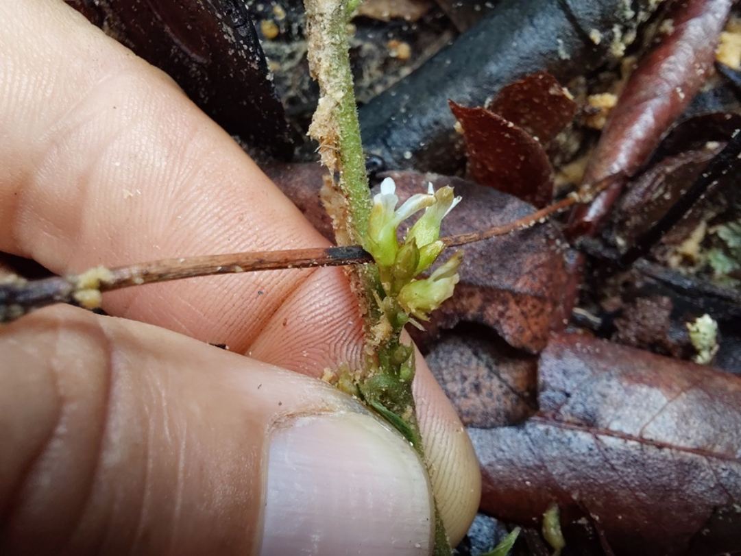 Ophrestia breviracemosa Ophrestia breviracemosa