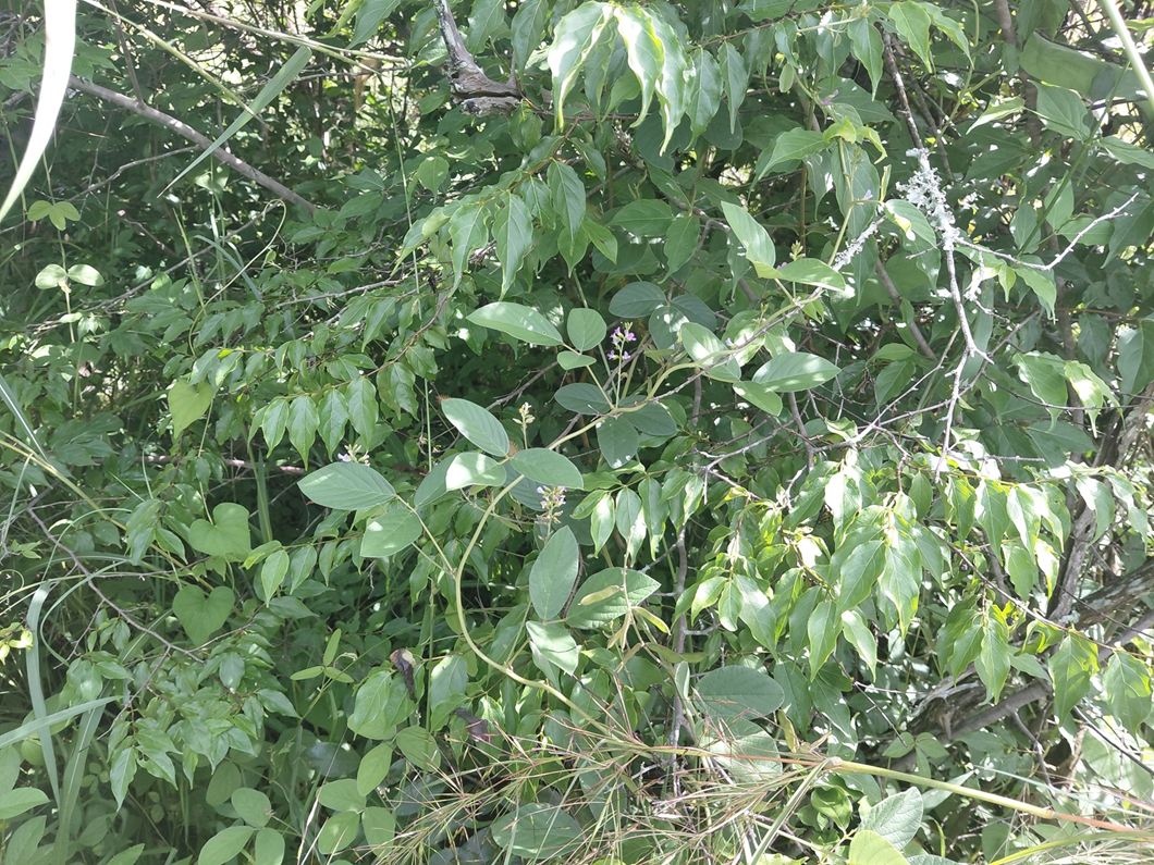 Ophrestia radicosa var. enneaneura