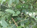 Ophrestia radicosa var. enneaneura