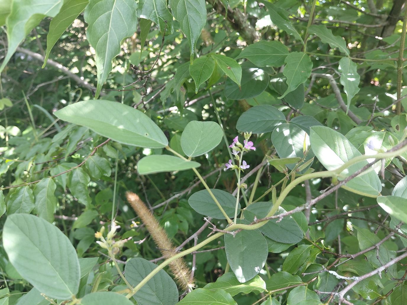 Ophrestia radicosa var. enneaneura