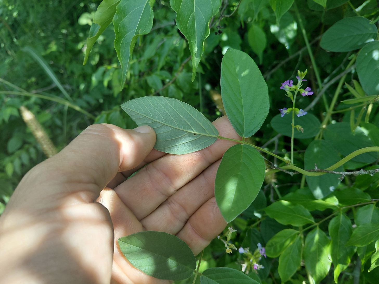 Ophrestia radicosa var. enneaneura