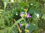 Ophrestia radicosa var. enneaneura