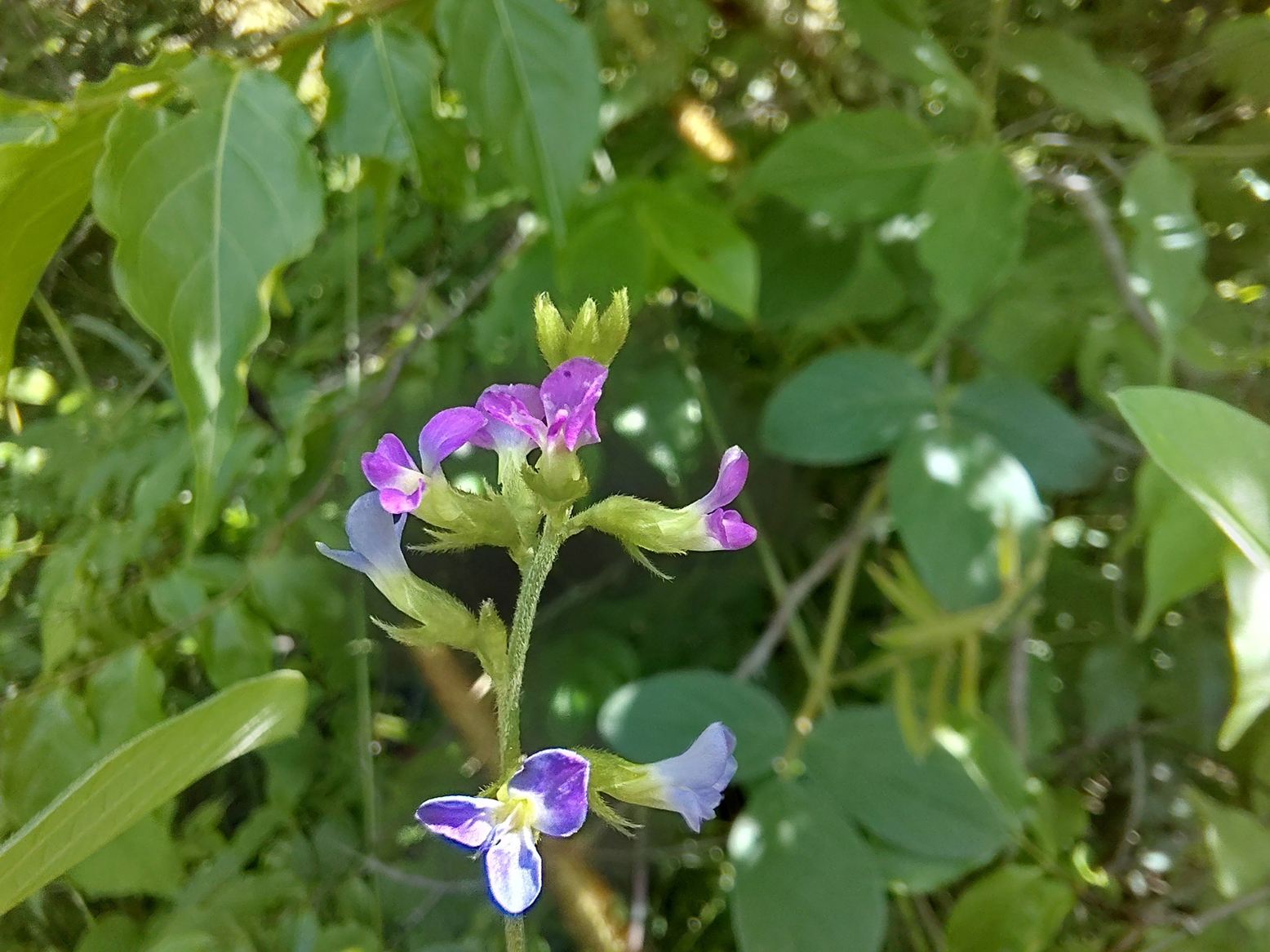 Ophrestia radicosa var. enneaneura