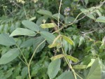 Ophrestia radicosa var. enneaneura