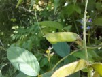 Ophrestia radicosa var. enneaneura