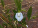 Clitoria kaessneri