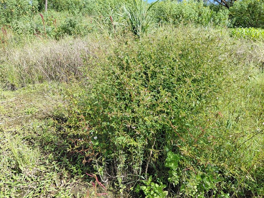 Aeschynomene americana Aeschynomene americana