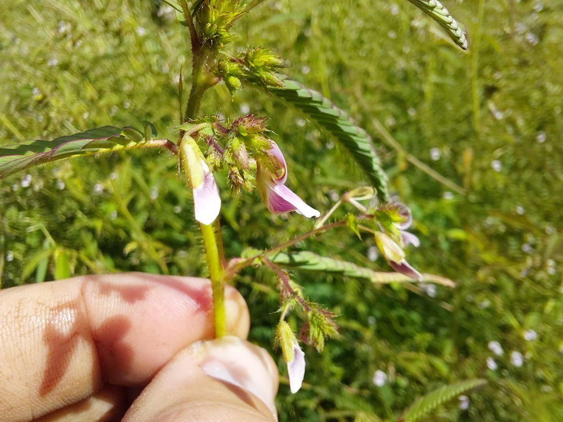 Aeschynomene americana Aeschynomene americana