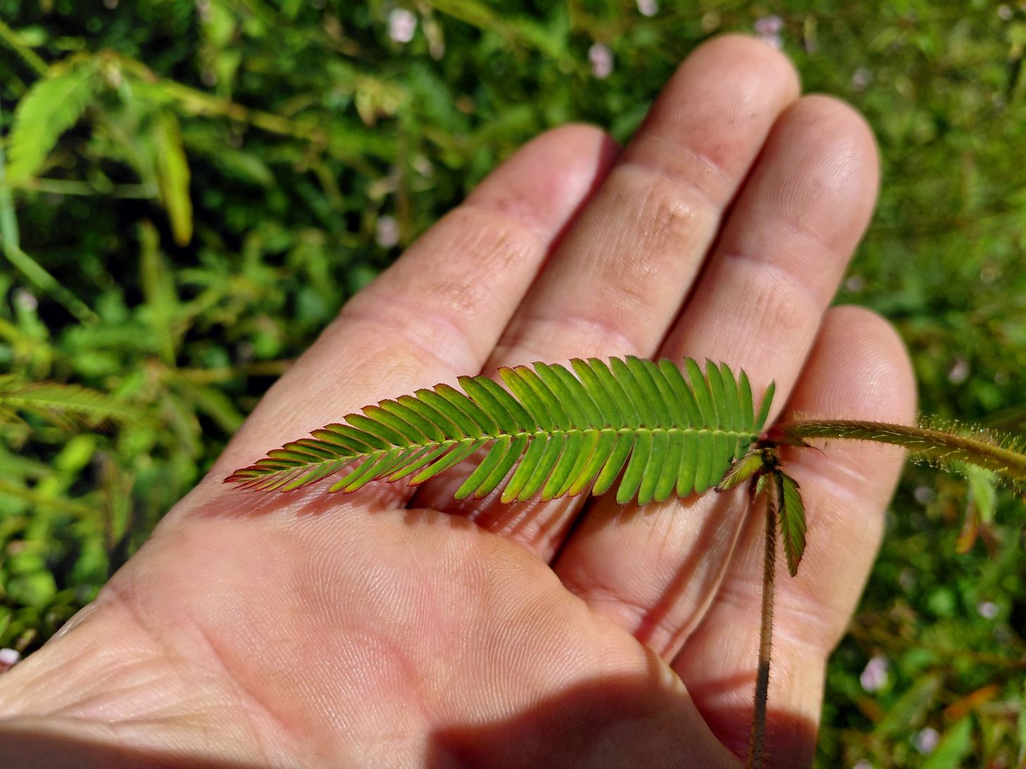 Aeschynomene americana Aeschynomene americana