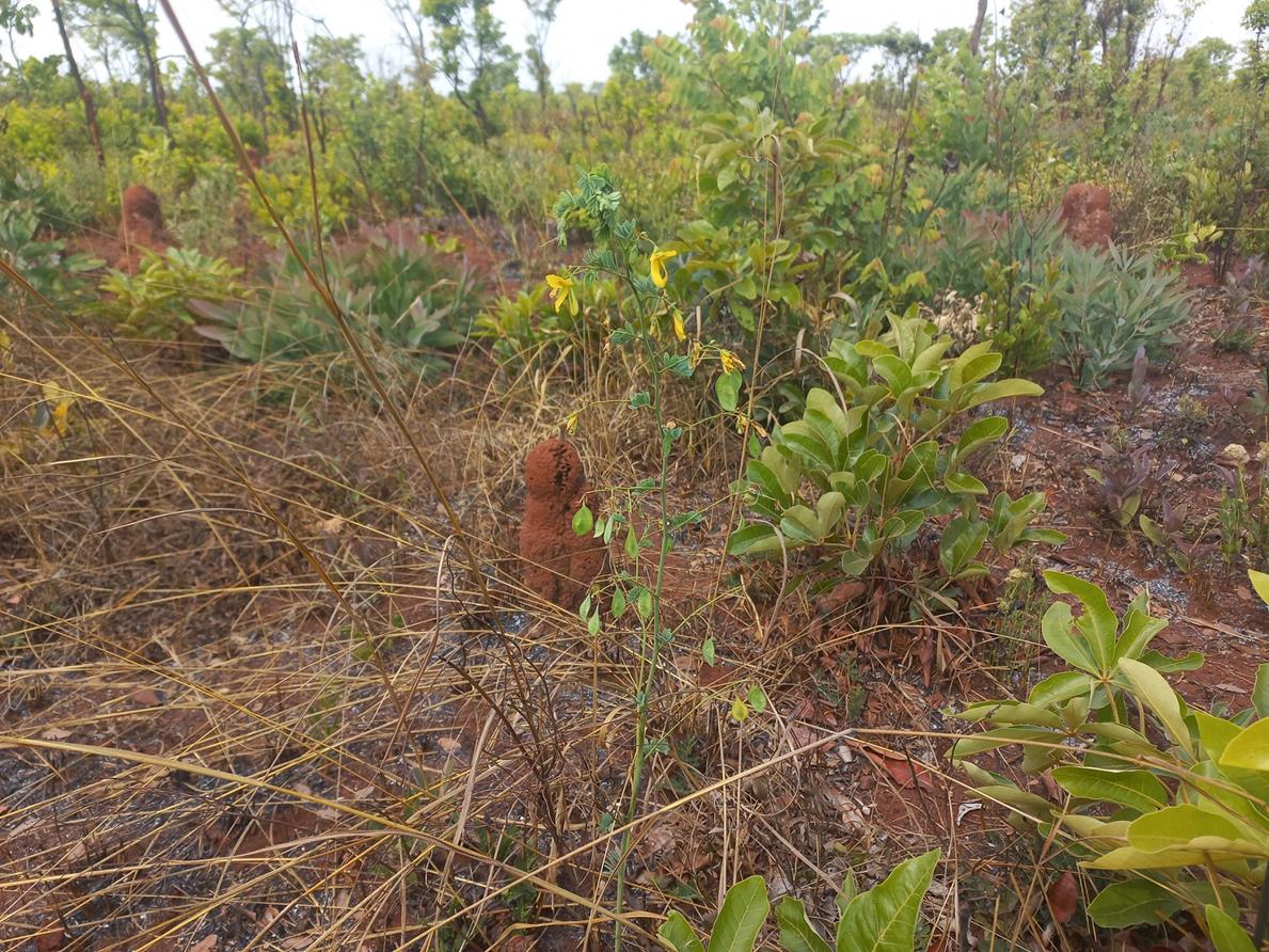 Aeschynomene baumii var. baumii