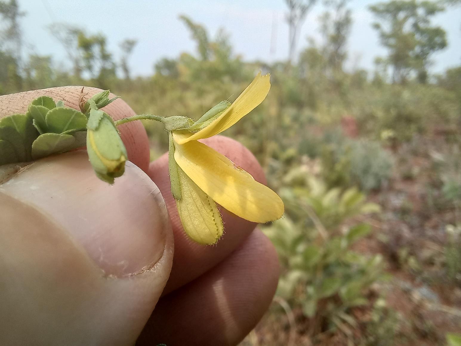 Aeschynomene baumii var. baumii Aeschynomene baumii var. baumii