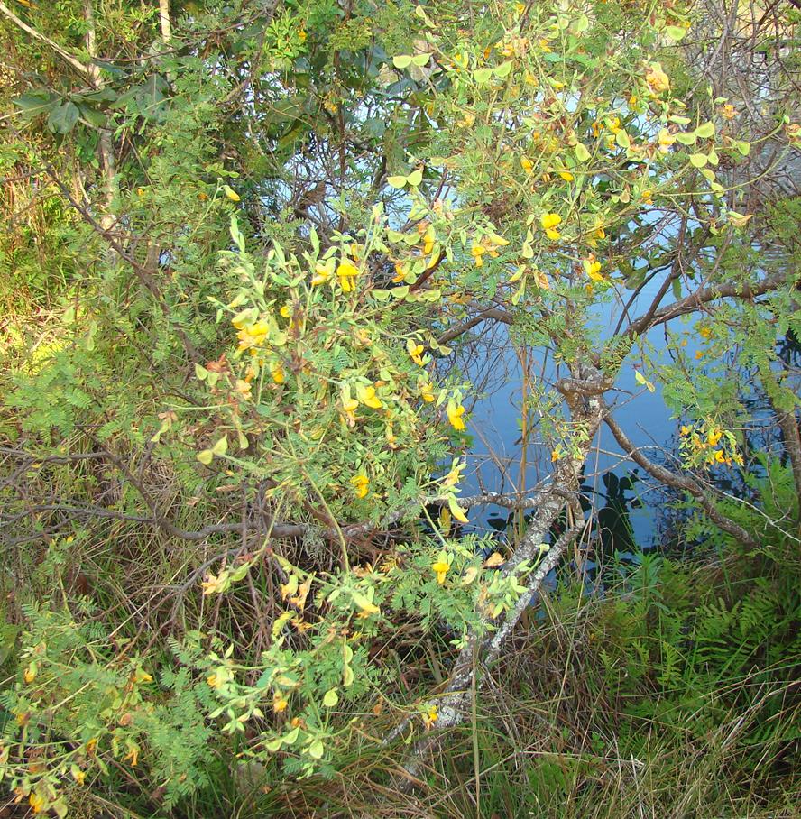 Aeschynomene fulgida