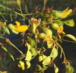 Aeschynomene fulgida