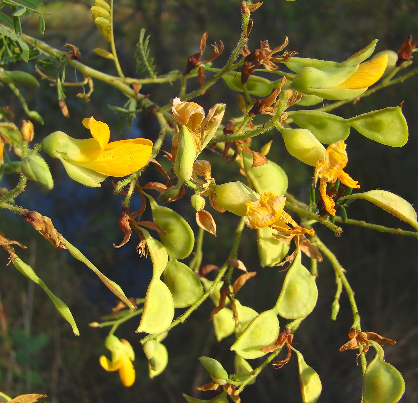 Aeschynomene fulgida