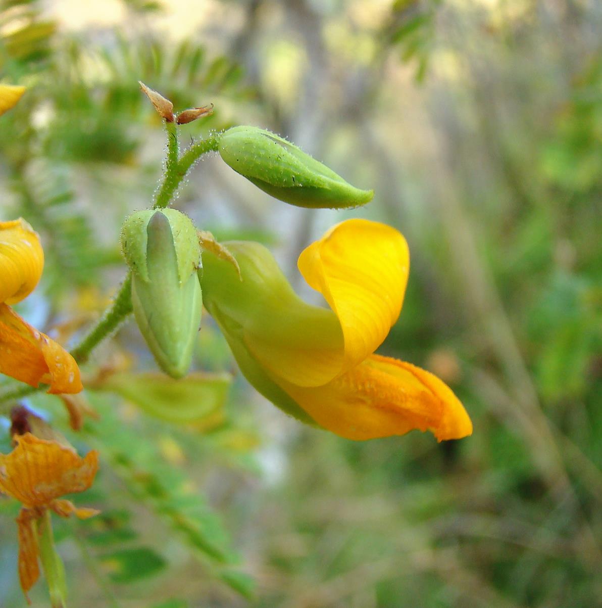 Aeschynomene fulgida