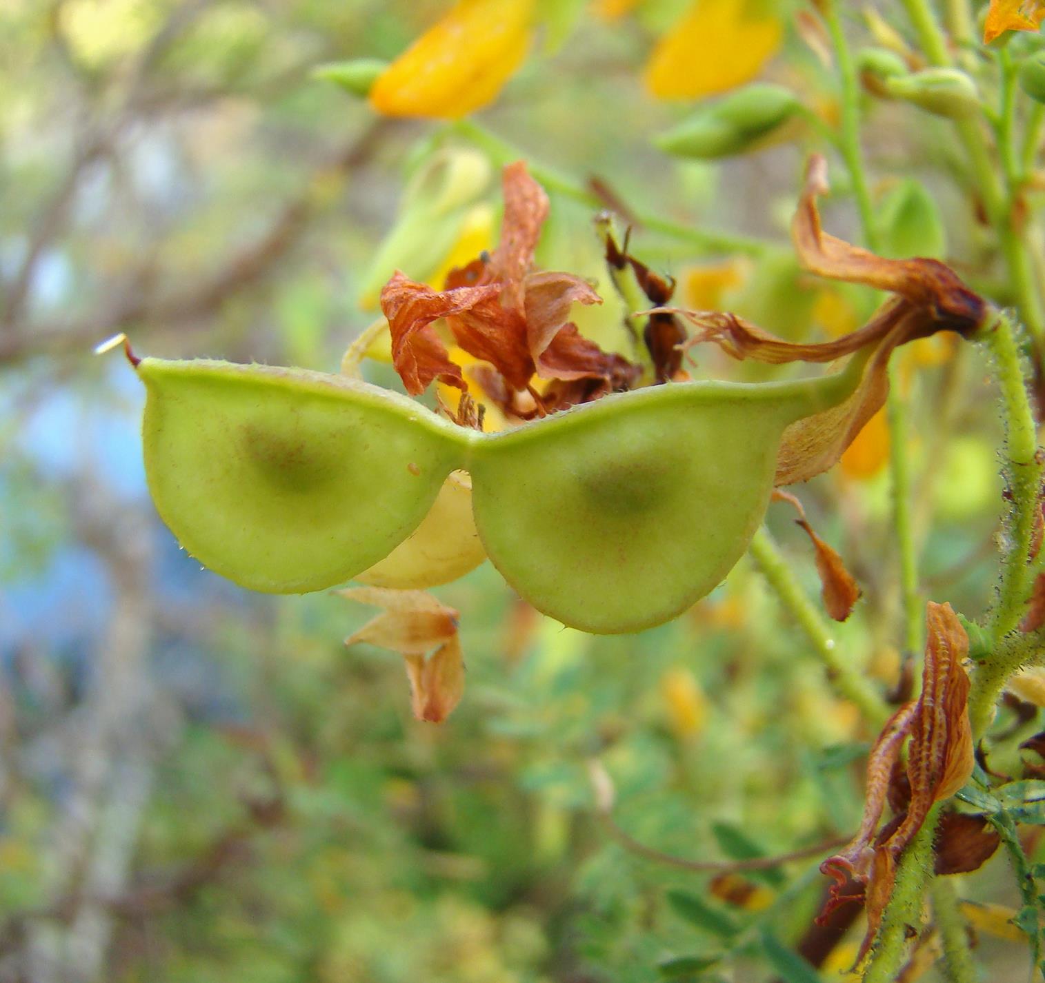 Aeschynomene fulgida