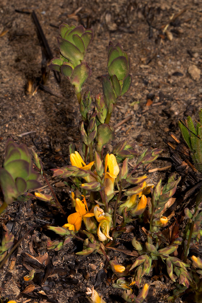 Aeschynomene oligophylla