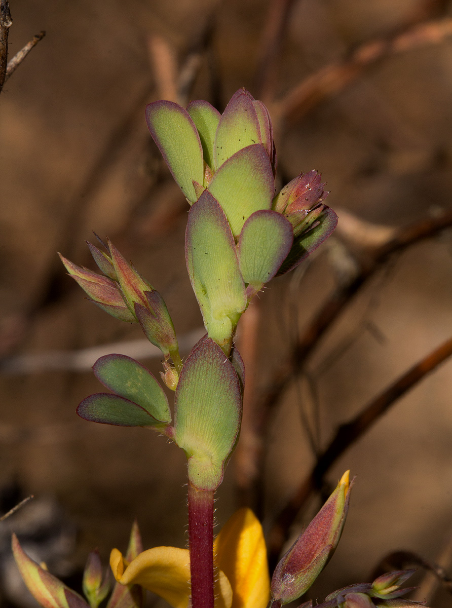 Aeschynomene oligophylla