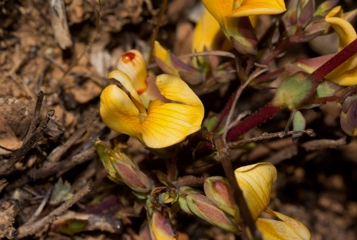 Aeschynomene oligophylla