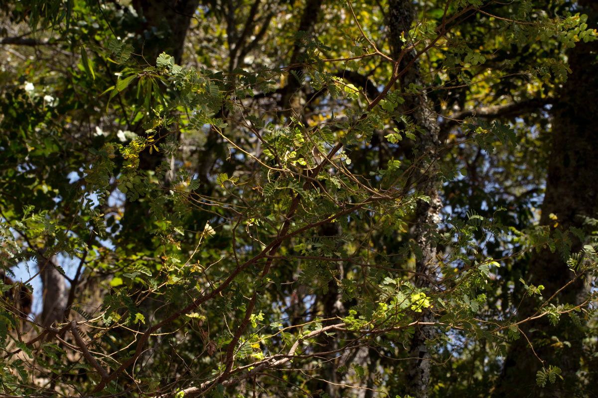 Aeschynomene rubrofarinacea