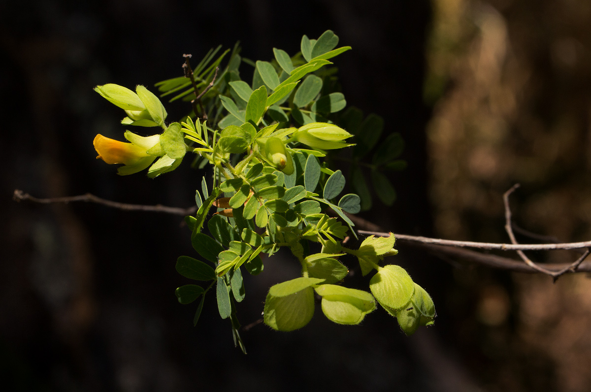 Aeschynomene rubrofarinacea