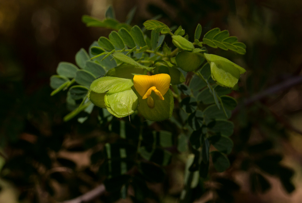 Aeschynomene rubrofarinacea