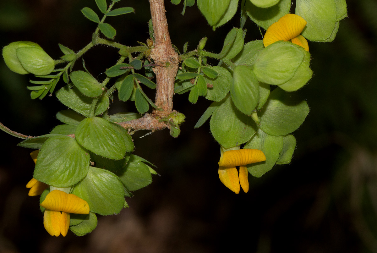 Aeschynomene rubrofarinacea