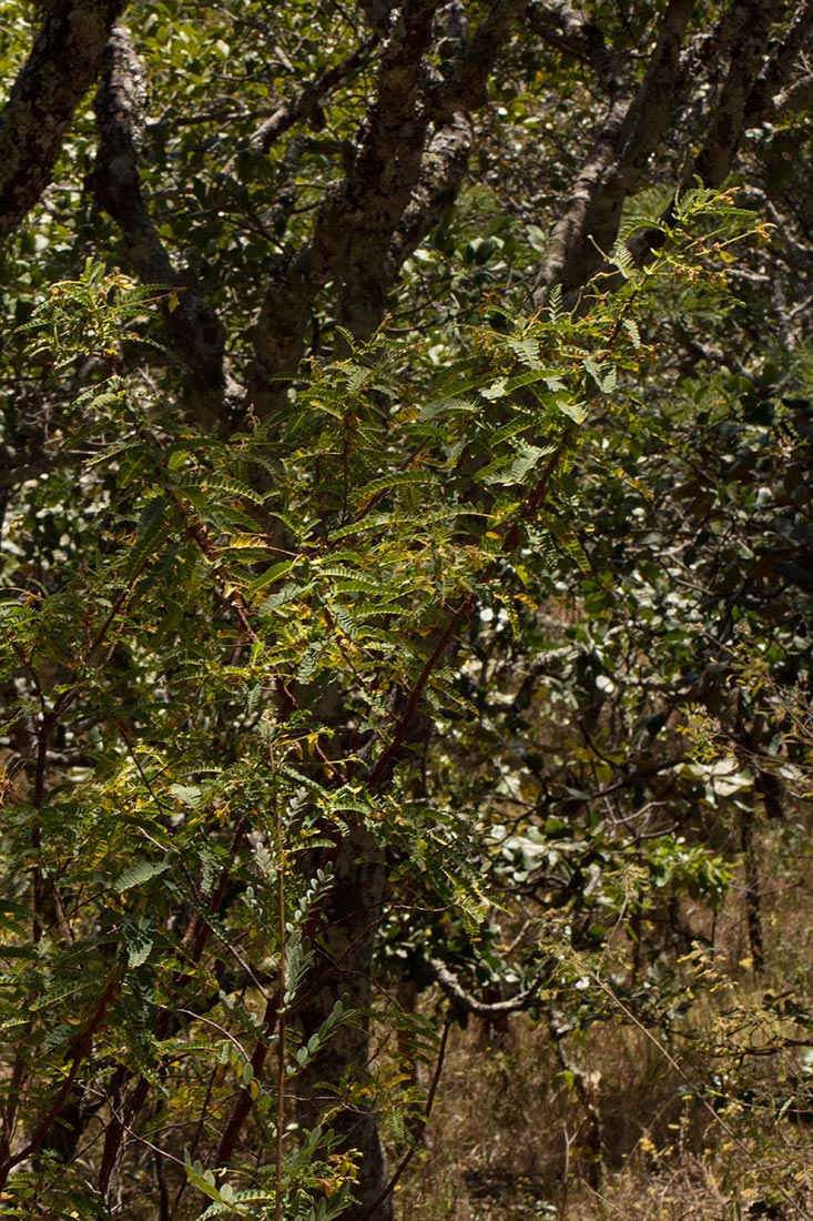 Aeschynomene semilunaris