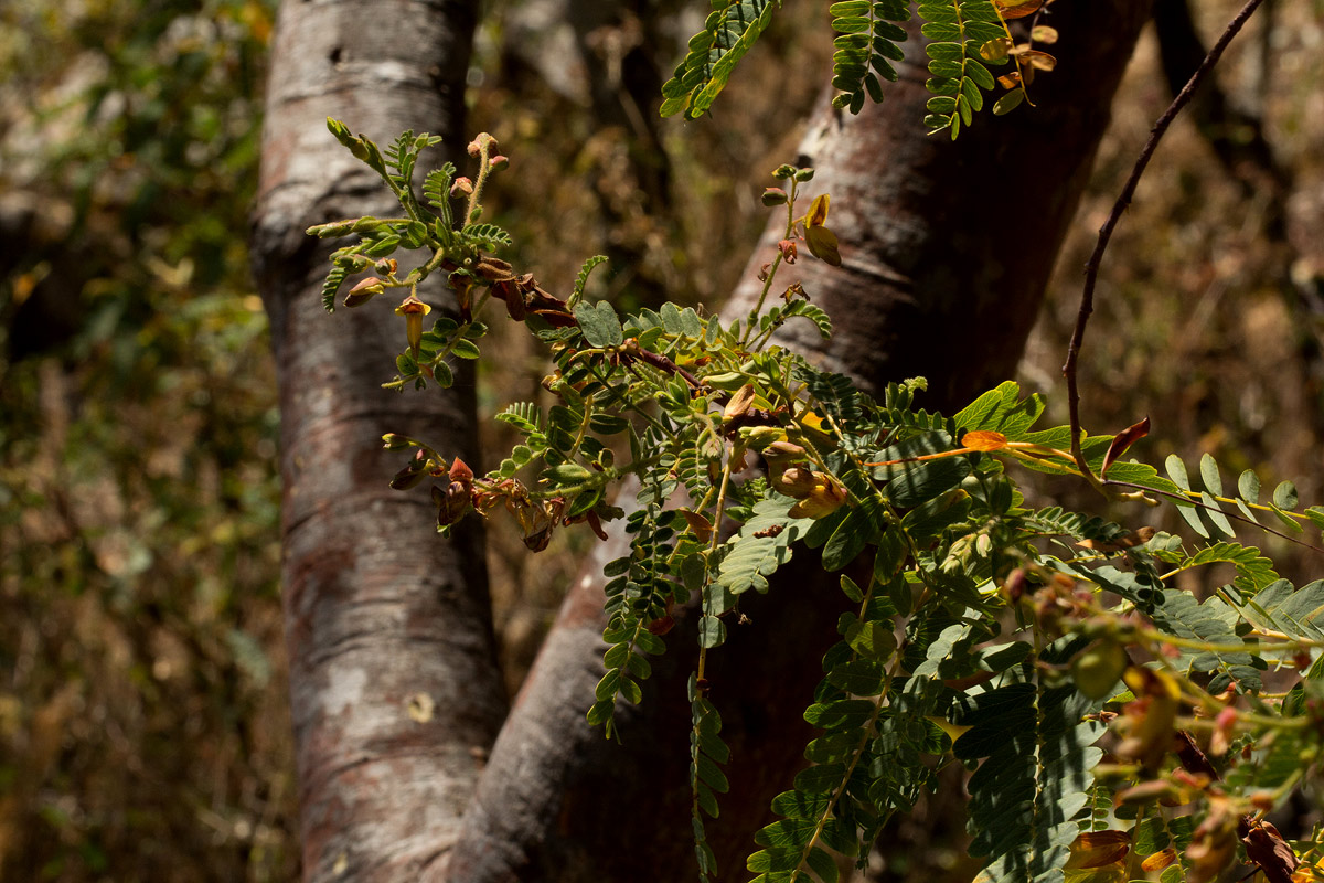 Aeschynomene semilunaris