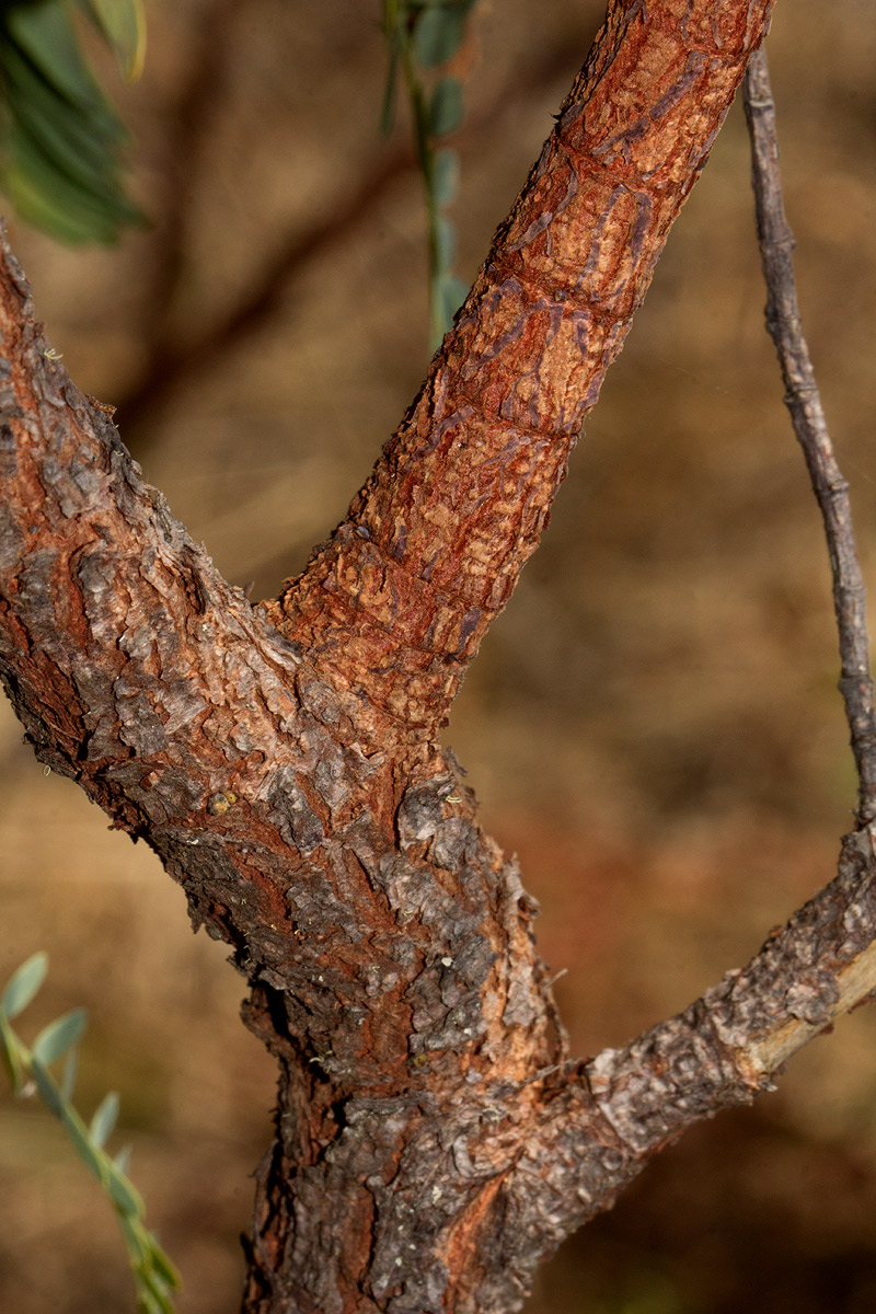Aeschynomene semilunaris