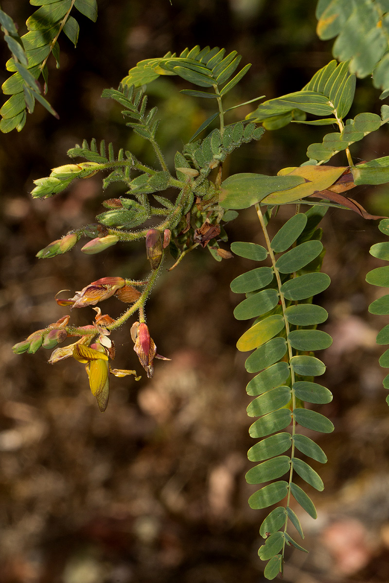 Aeschynomene semilunaris
