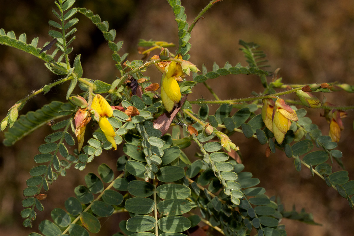 Aeschynomene semilunaris