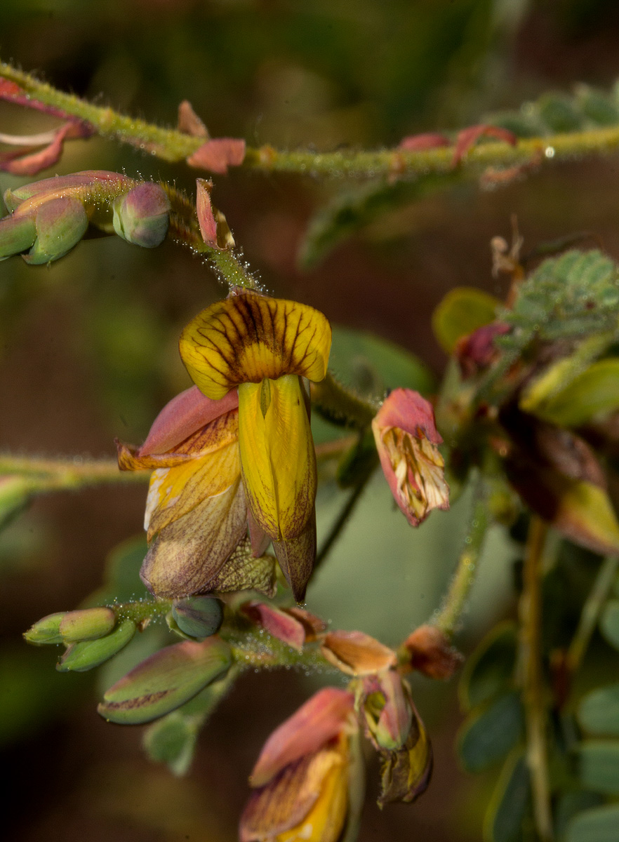 Aeschynomene semilunaris