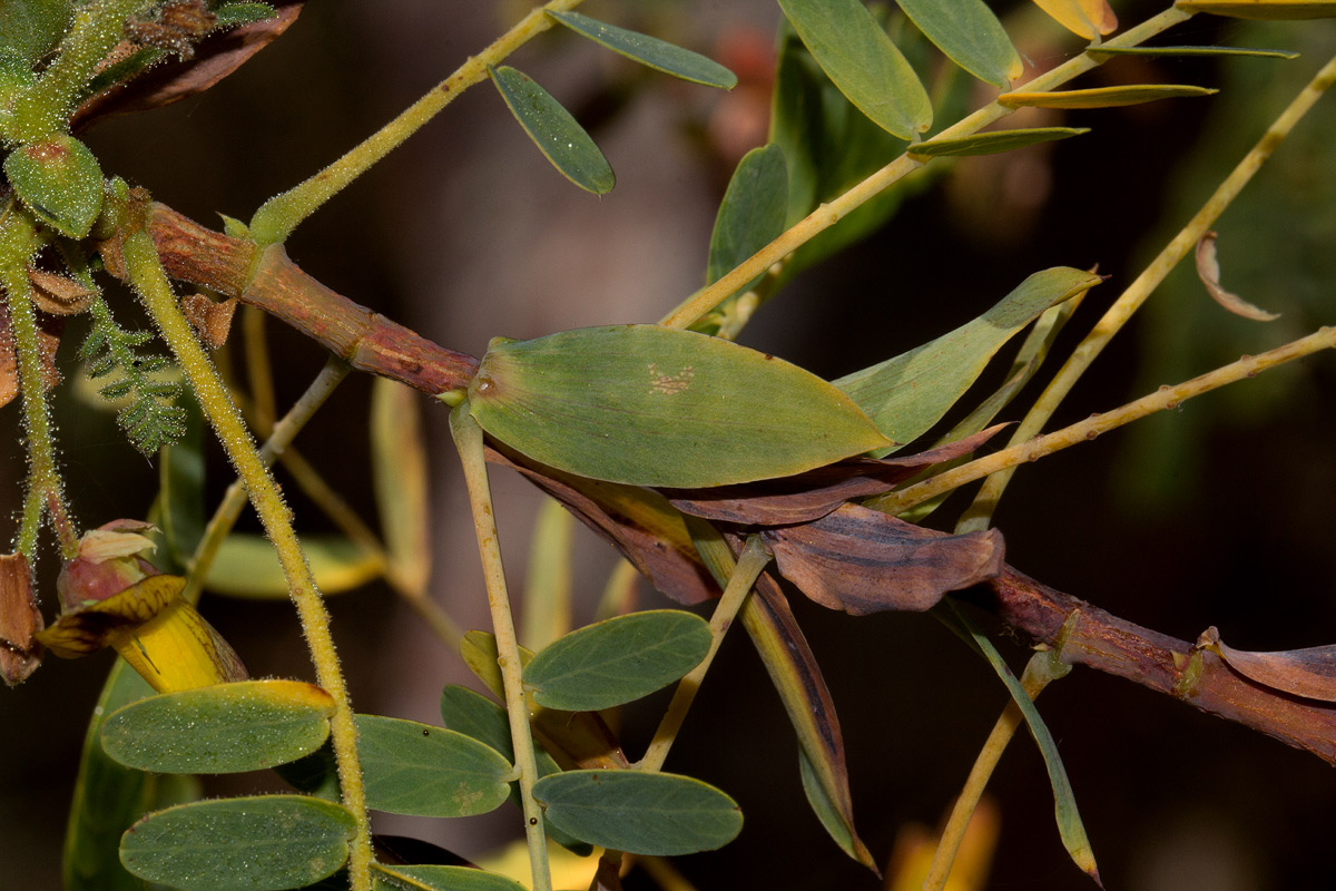 Aeschynomene semilunaris