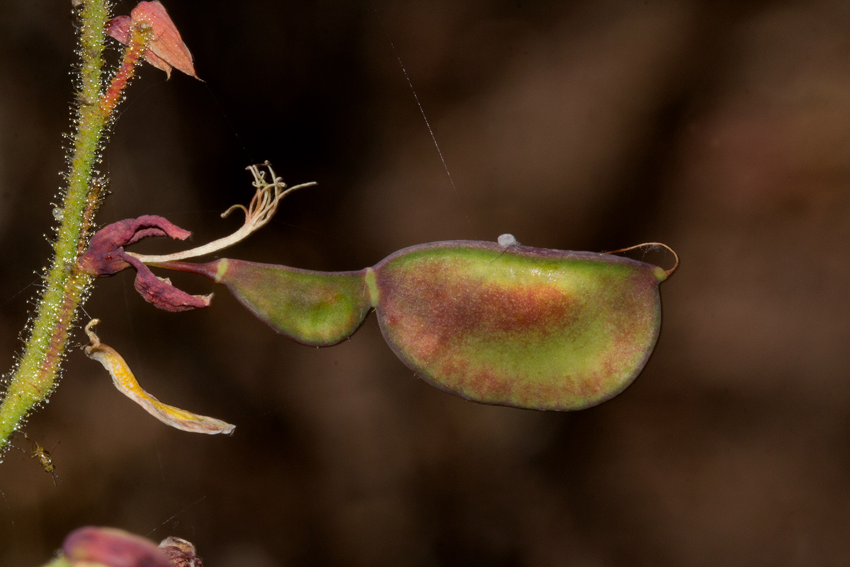 Aeschynomene semilunaris