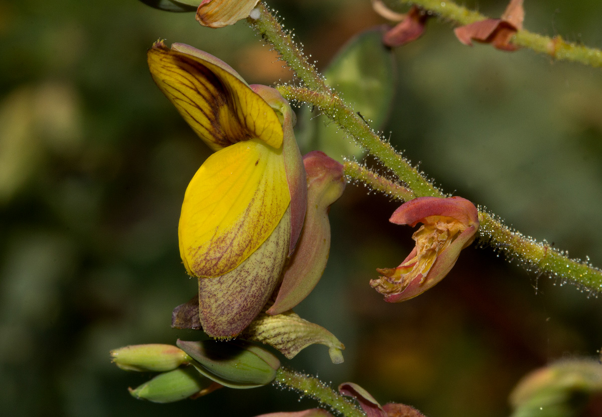 Aeschynomene semilunaris