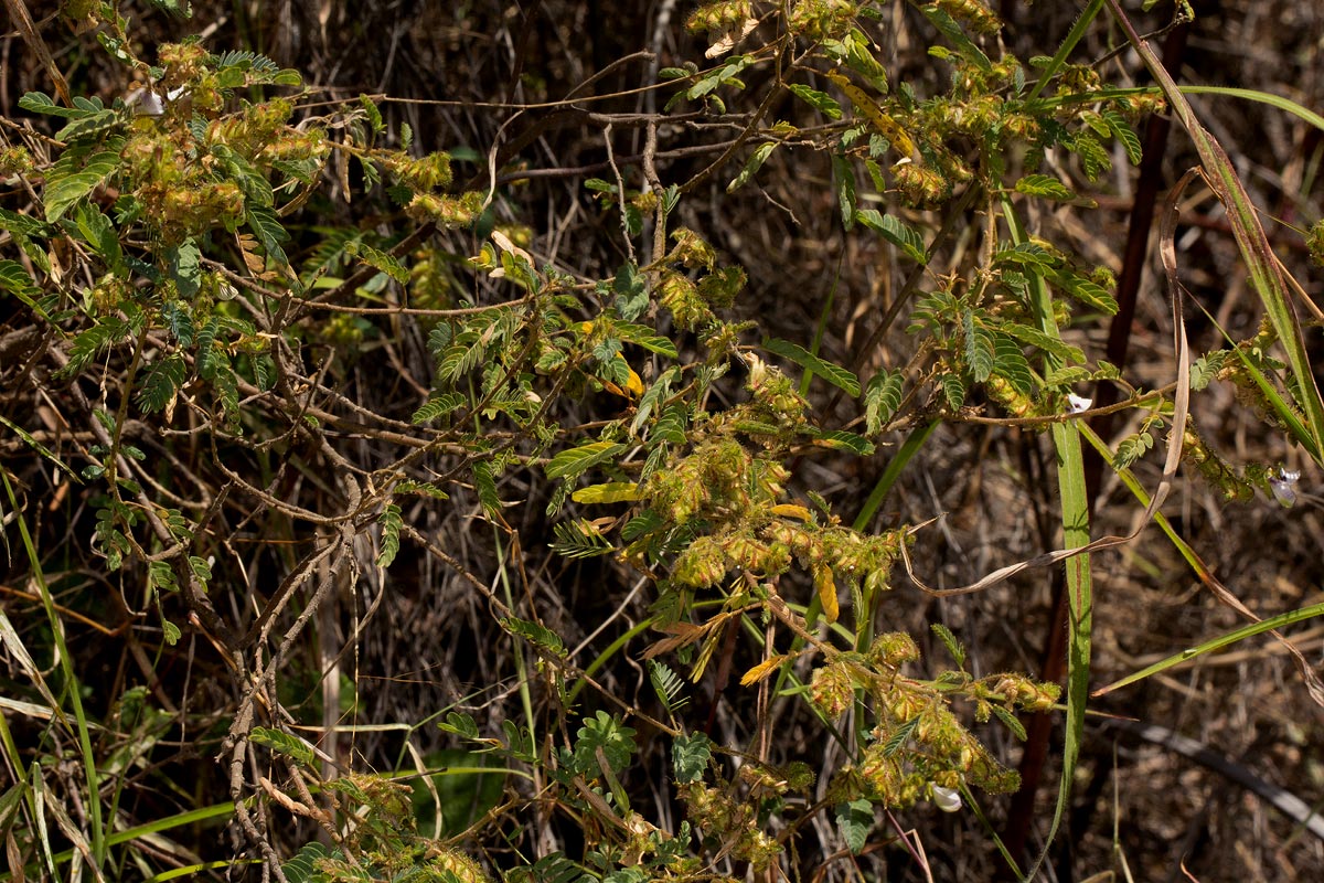 Kotschya aeschynomenoides Kotschya aeschynomenoides