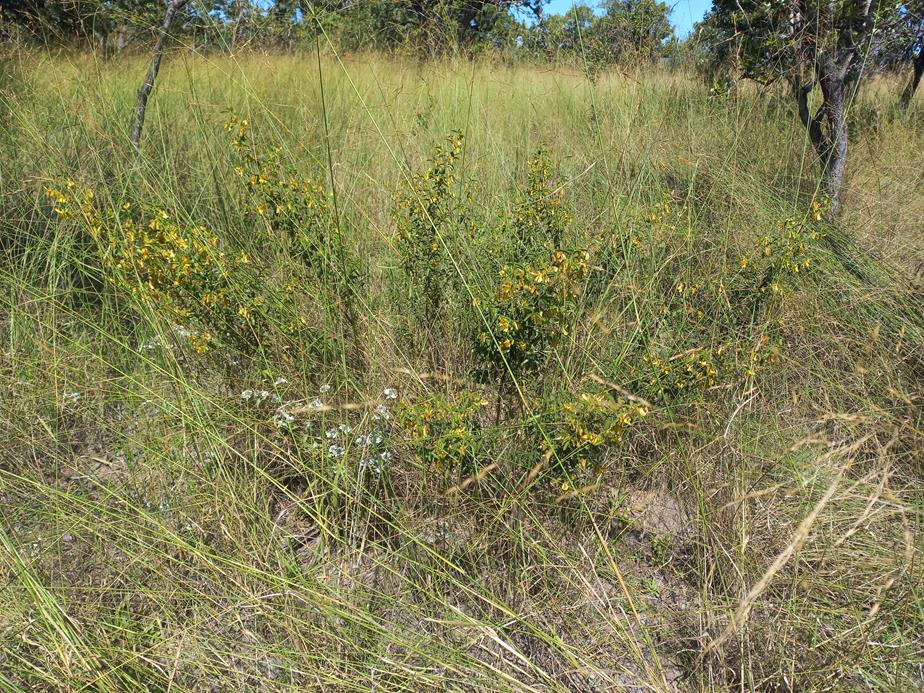 Kotschya africana var. africana Kotschya africana var. africana