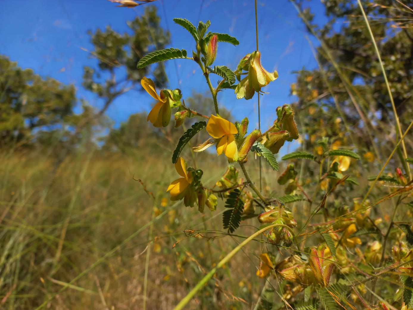 Kotschya africana var. africana