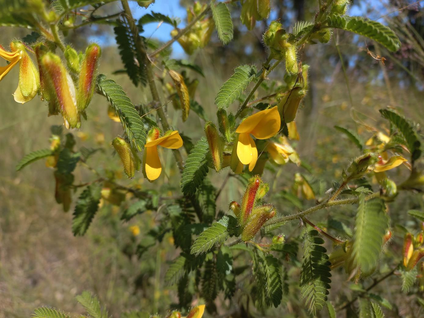 Kotschya africana var. africana