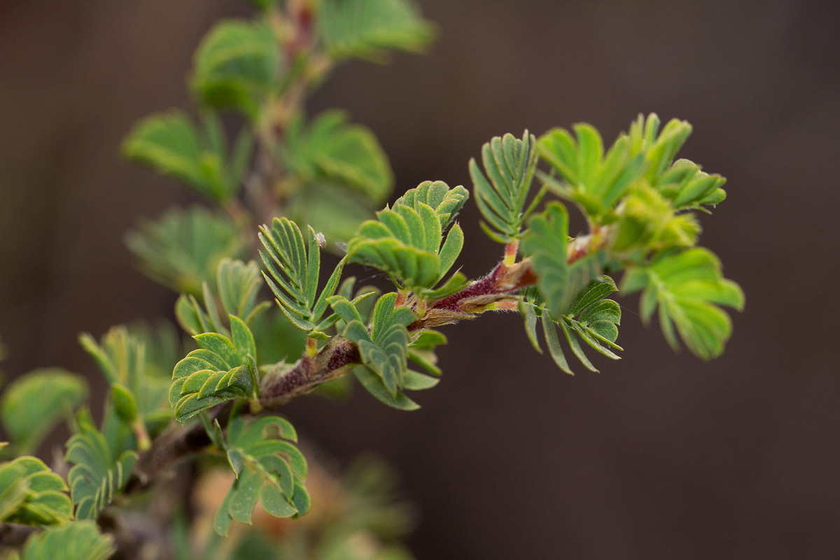 Kotschya recurvifolia subsp. recurvifolia