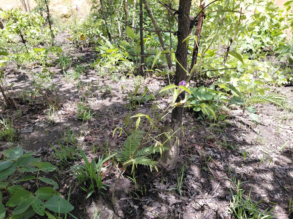 Dolichos brevidentatus