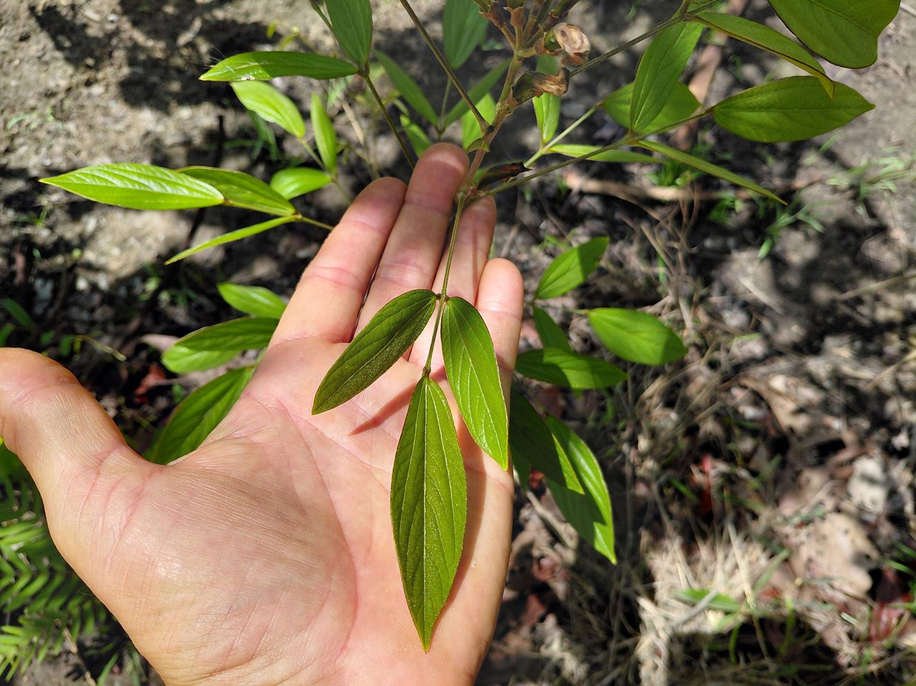 Dolichos brevidentatus