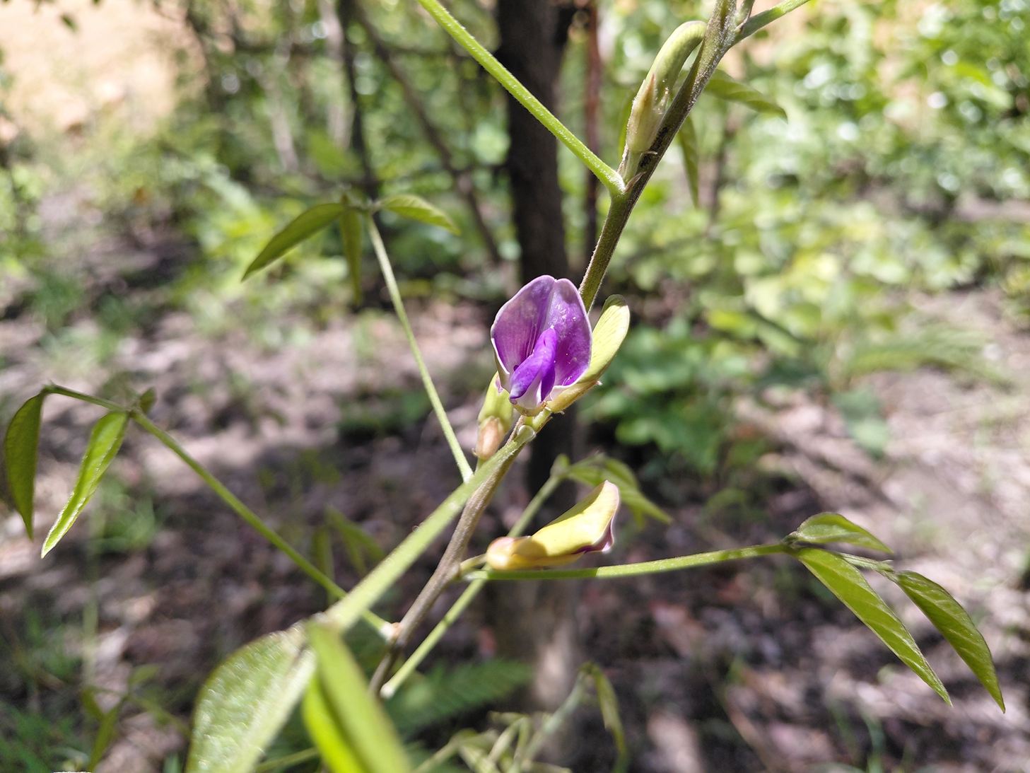 Dolichos brevidentatus