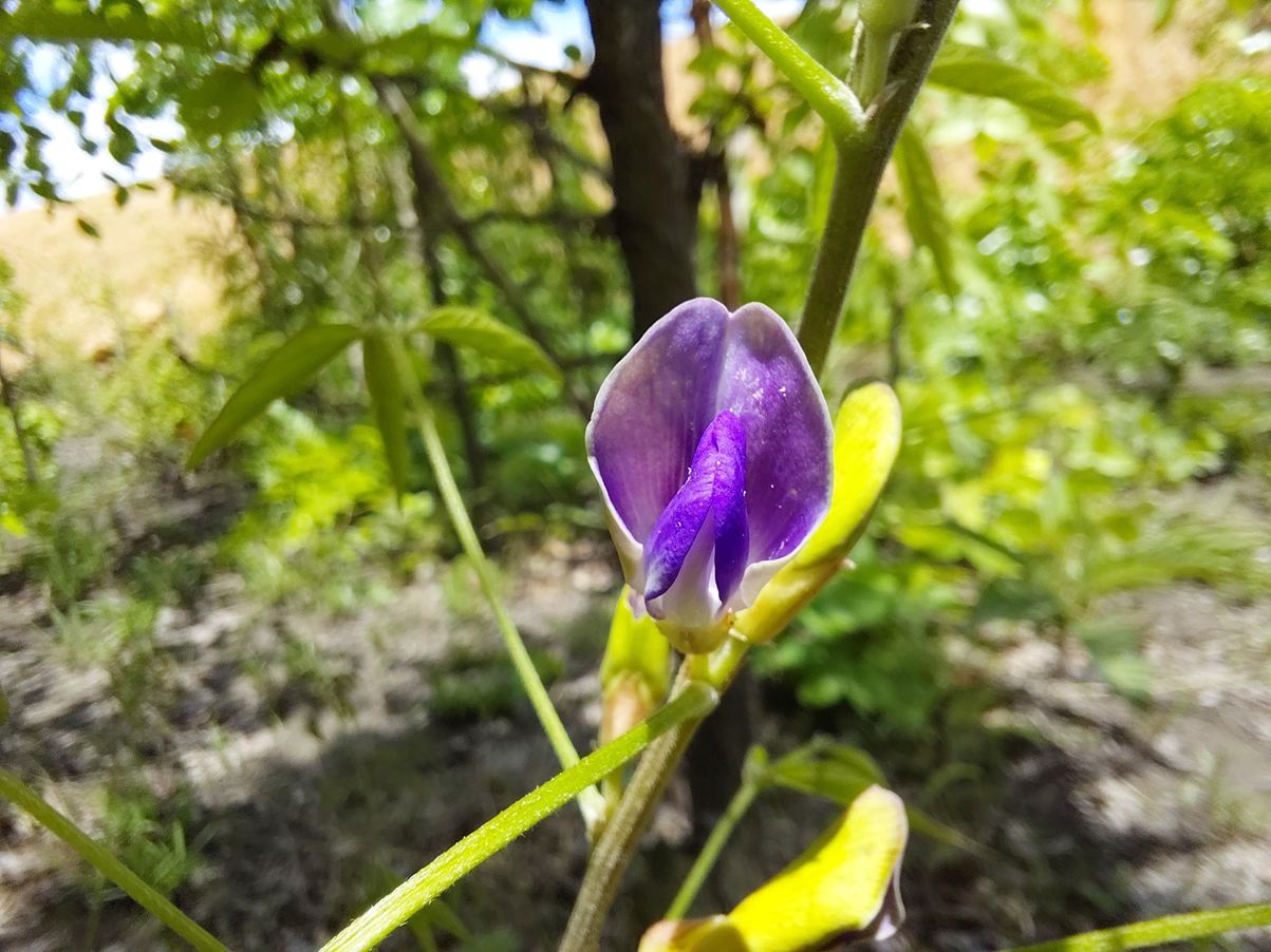 Dolichos brevidentatus