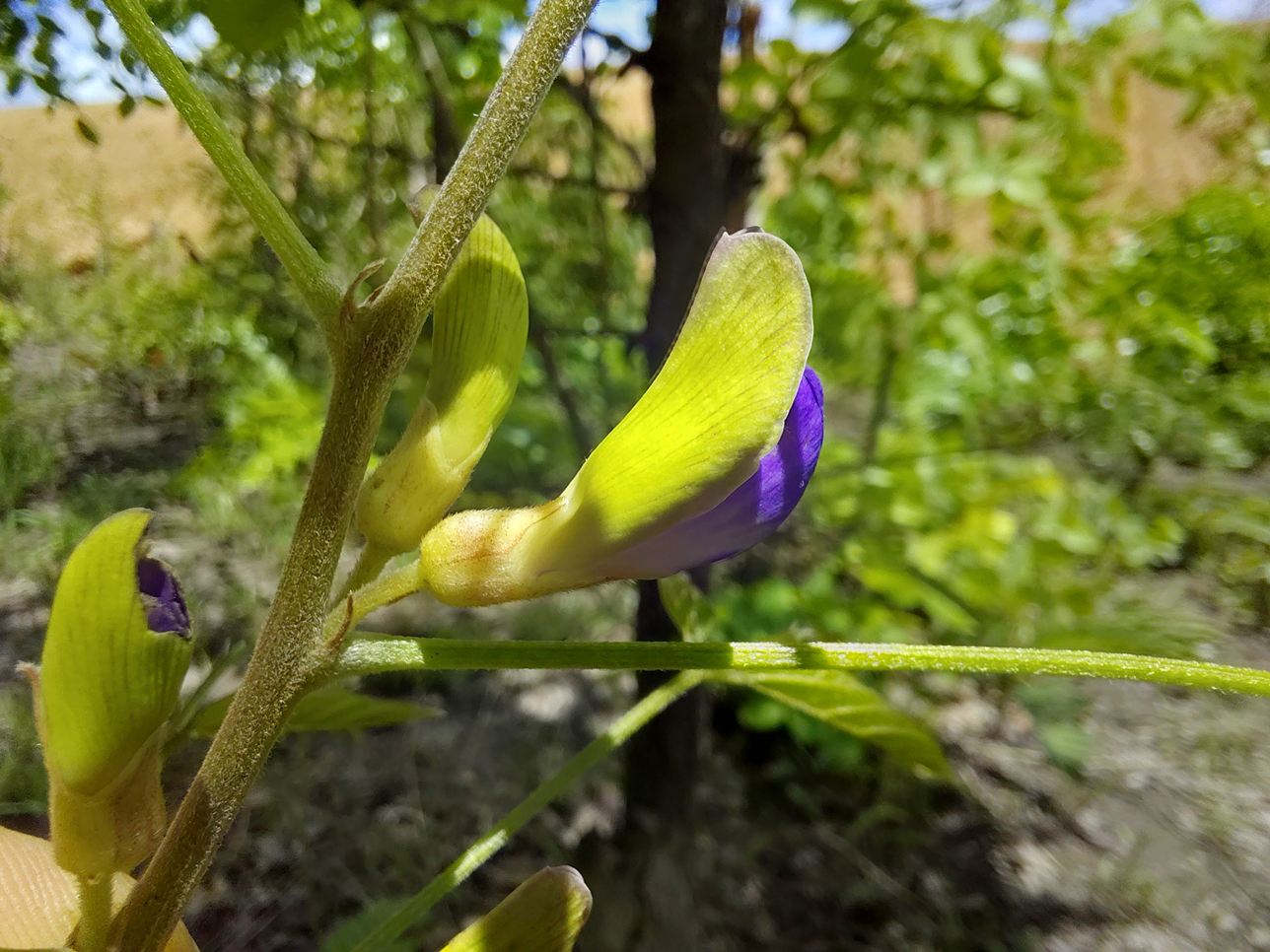 Dolichos brevidentatus