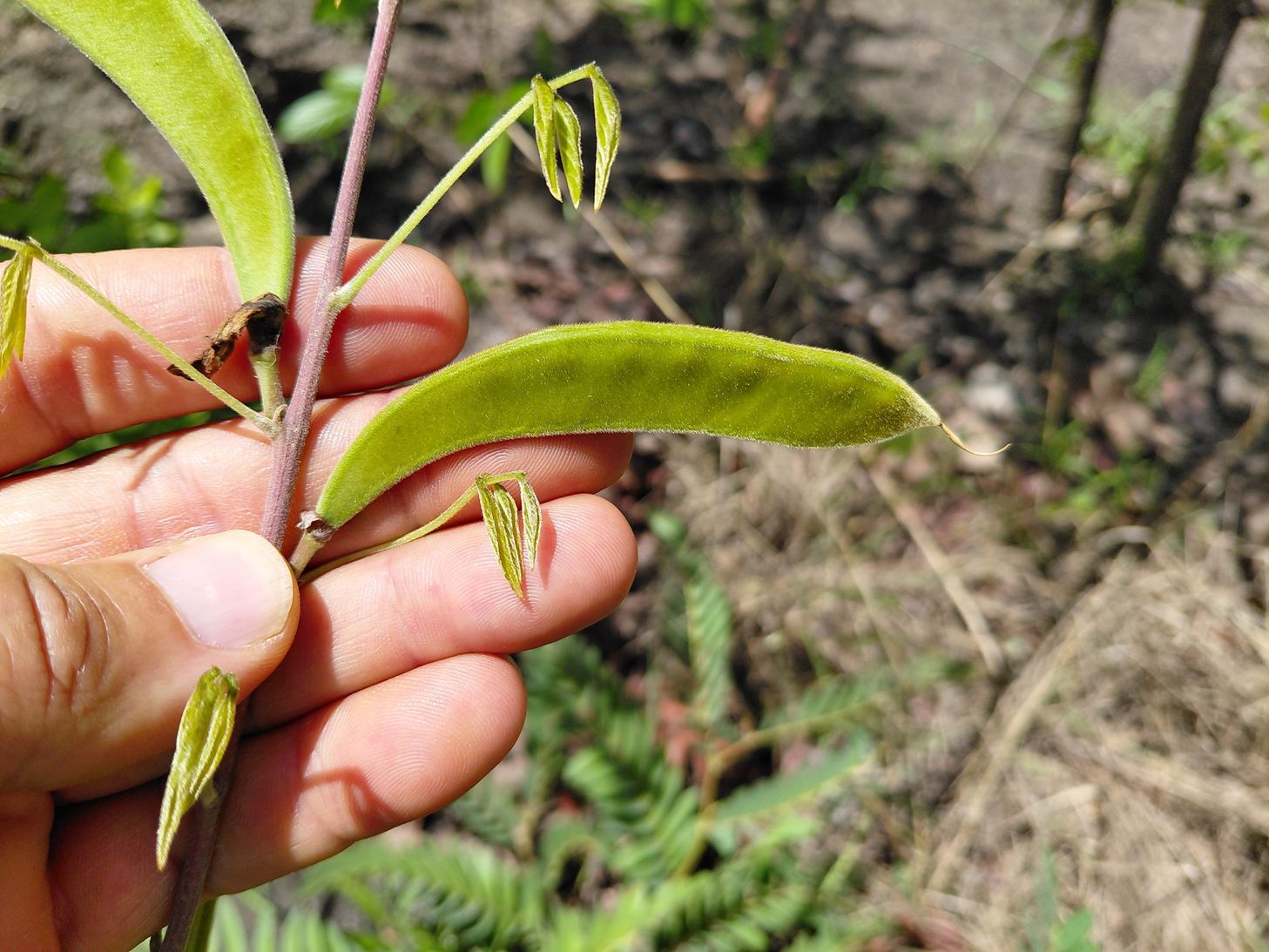 Dolichos brevidentatus