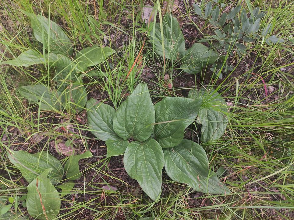 Dolichos lualabensis subsp. ufipaensis