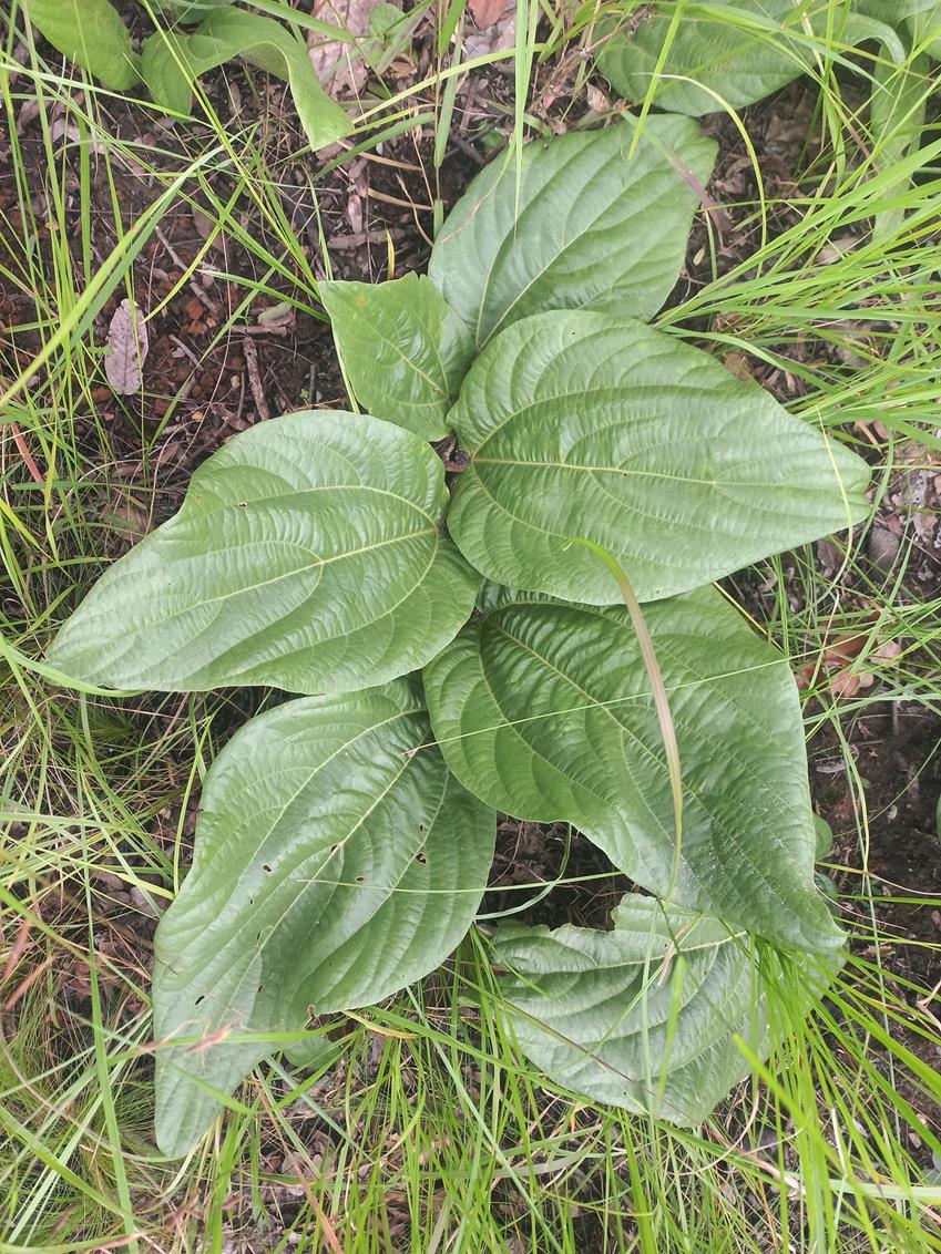 Dolichos lualabensis subsp. ufipaensis